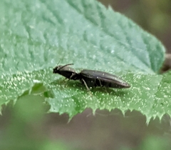 Elateridae