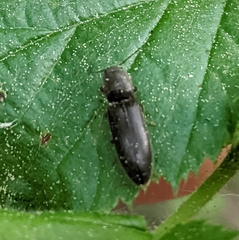 Elateridae