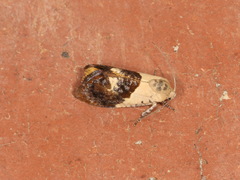 Hypertropha chlaenota