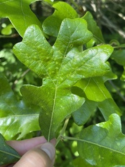 Neuroterus quercusirregularis