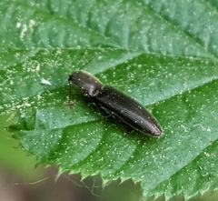 Elateridae