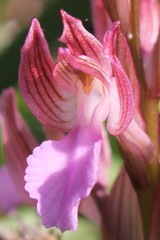 Anacamptis papilionacea papilionacea