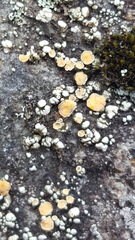 Rhizoplaca subdiscrepans