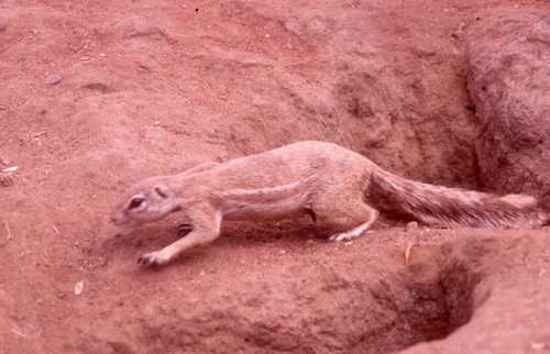 Geosciurus inauris