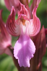 Anacamptis papilionacea papilionacea