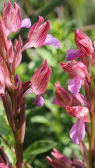 Anacamptis papilionacea papilionacea