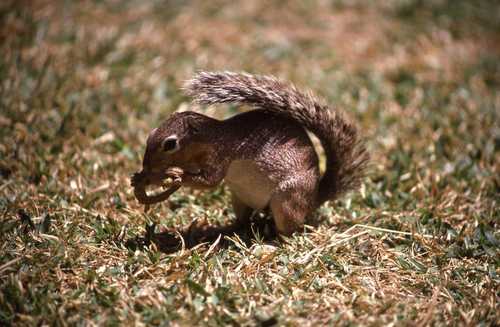 Xerus rutilus