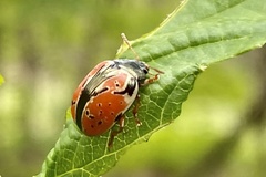 Calligrapha spiraeae