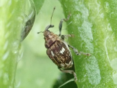 Mogulones asperifoliarum