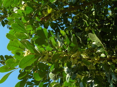 Trichilia havanensis