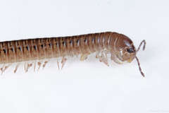 Uroblaniulus canadensis