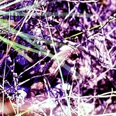 Heloderma suspectum suspectum