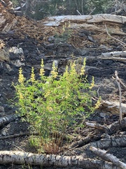 Lupinus angustiflorus
