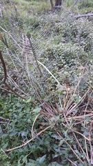 Encephalartos cycadifolius