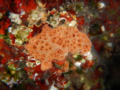 Hemimycale columella