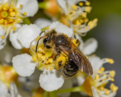 Andrena crataegi