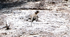Agama kirkii