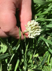 Trifolium repens