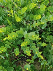 Baptisia perfoliata