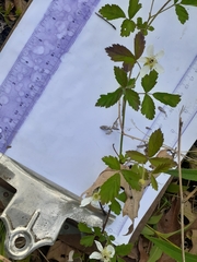 Rubus baileyanus