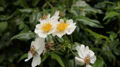 Rosa sempervirens