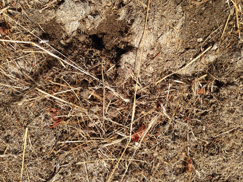 iNaturalist observation photo of Typical American Harvester Ants