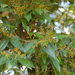 Calyptranthes venulosa - Photo (c) Neptalí Ramírez Marcial, algunos derechos reservados (CC BY), subido por Neptalí Ramírez Marcial