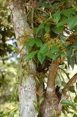 Calyptranthes venulosa