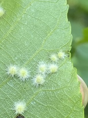 Caryomyia albipilosa