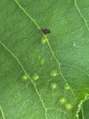 Caryomyia albipilosa