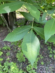 Caryomyia albipilosa