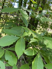 Caryomyia albipilosa