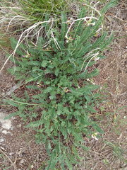 Astragalus polygala