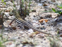 Aspidoscelis laredoensis