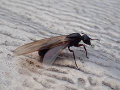 Camponotus herculeanus