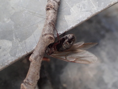 Camponotus herculeanus