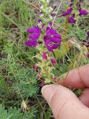 Dalea lasiathera