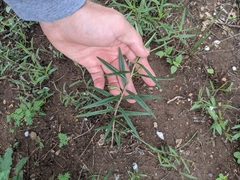 Talinum aurantiacum