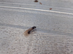 Camponotus herculeanus