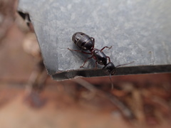 Camponotus herculeanus