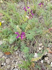 Dalea lasiathera