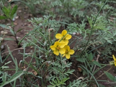 Senna pumilio
