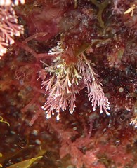 Ellisolandia elongata