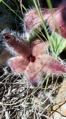 Stapelia grandiflora