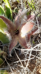 Stapelia grandiflora
