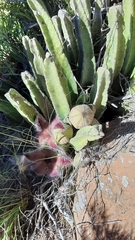 Stapelia grandiflora
