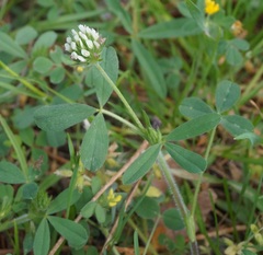 Trifolium leucanthum