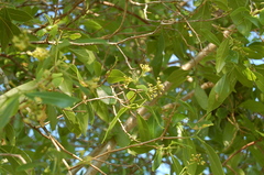 Daphnopsis americana