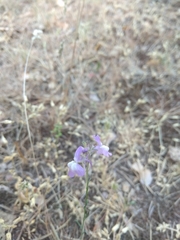 Linaria elegans