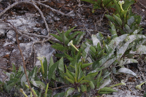 Image of Ipomoea habeliana by no rights reserved